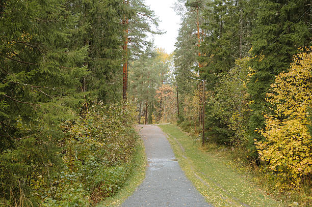 istock Serene pathway through autumn forest with tall evergreen trees 2247087535