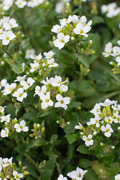 istock Vibrant white rock cress flowers in bloom among lush greenery 2247087625
