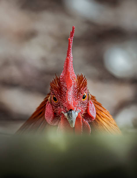Rooster close-up headshot with vivid red comb and wattles, intense forward gaze, detailed plumage and alert farmyard presence. Photography, not generative ai