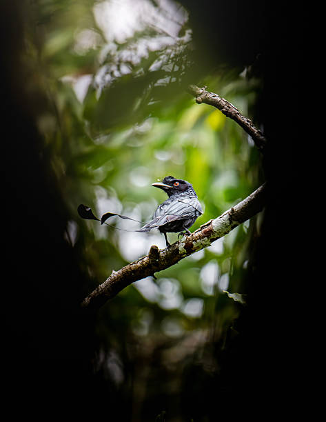 Drongo bird perched on a branch looking right