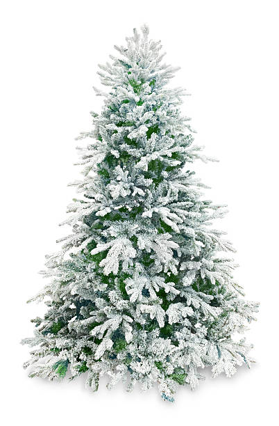 istock Snow Frosted Christmas Tree Isolated On White Background 2247090965