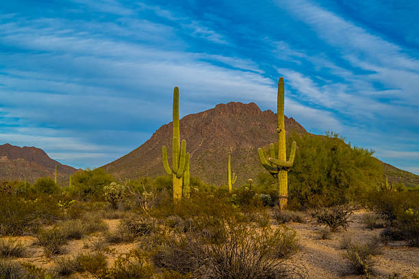 istock A long slender Saguaro Cactus in Tucson, Arizona 2247091132
