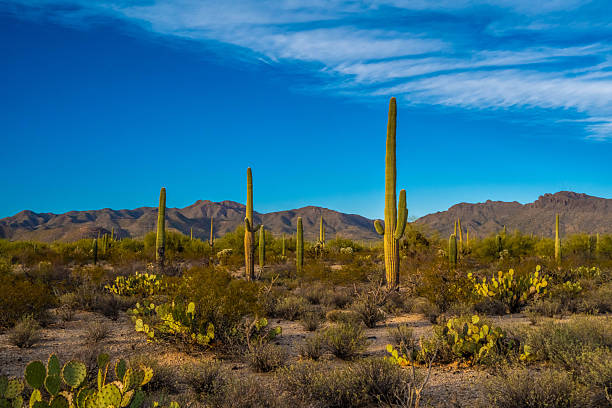 istock A long slender Saguaro Cactus in Tucson, Arizona 2247091144