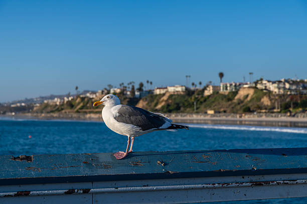 A large gull enjoying the view from the shore of the beach