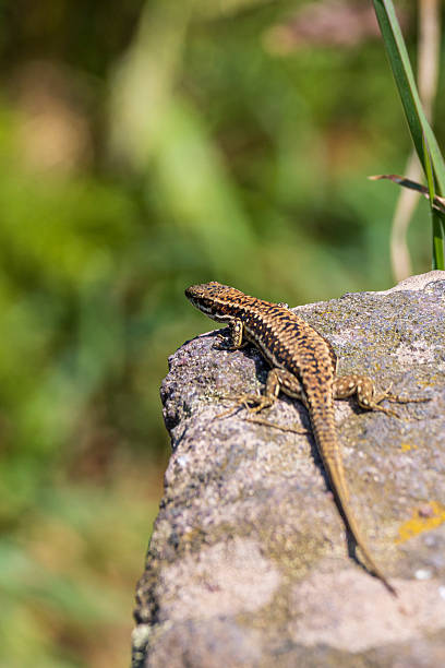 istock Portrtait of wall lizard 2247091834