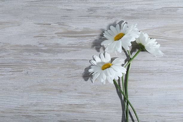 Beautiful chamomile flowers on grey wooden table, flat lay. Space for text