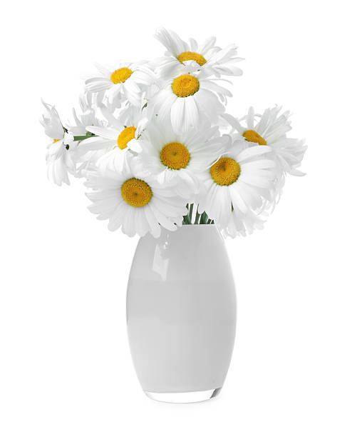 istock Beautiful chamomile flowers in vase isolated on white 2247092090