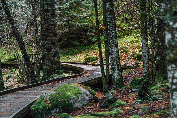 istock Wooden Boardwalk Path Through Autumn Forest with Moss-Covered Trees and Rocks 2247092170