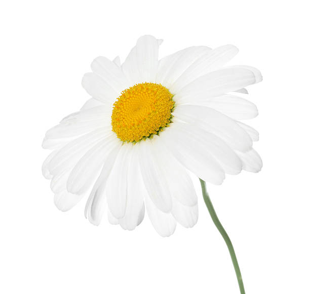 istock One beautiful chamomile flower isolated on white 2247092365