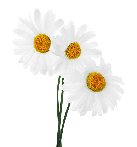 Philadelphia Fleabane aka Erigeron philadelphicus L. shot in front of white background