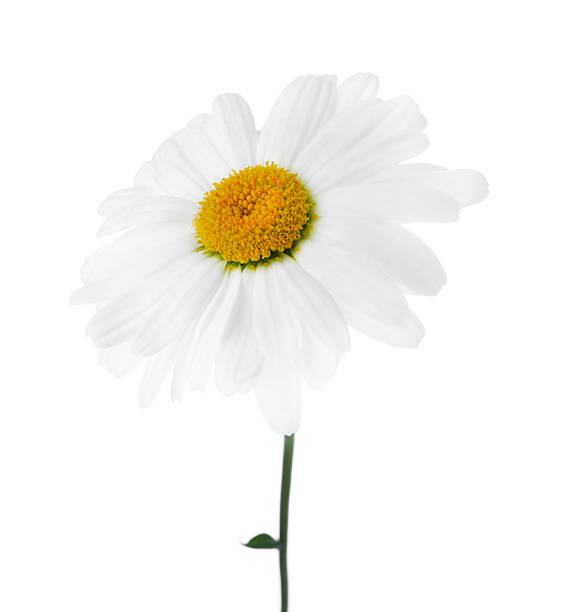 Close-up view of a yellow daisy flower, accentuating its central details and petal textures with a vibrant color scheme.