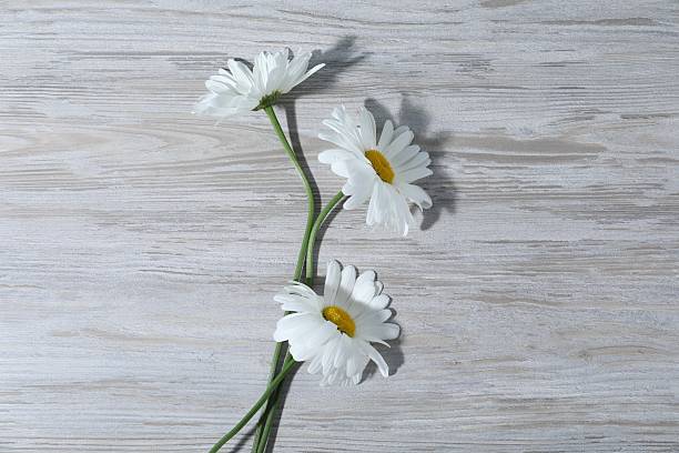 istock Beautiful chamomile flowers on grey wooden table, flat lay 2247092388