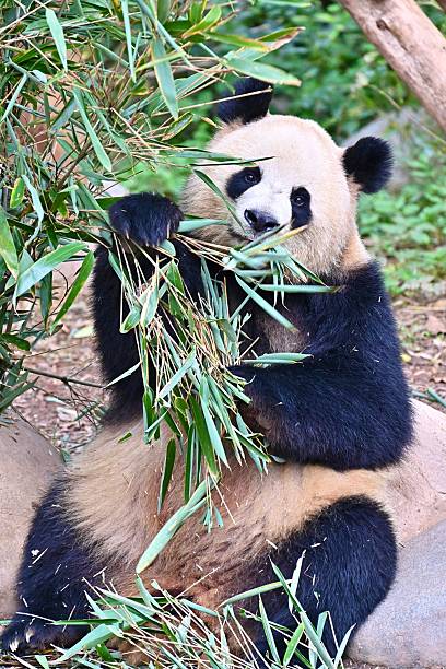 istock The amazing Giant Panda 2247093587
