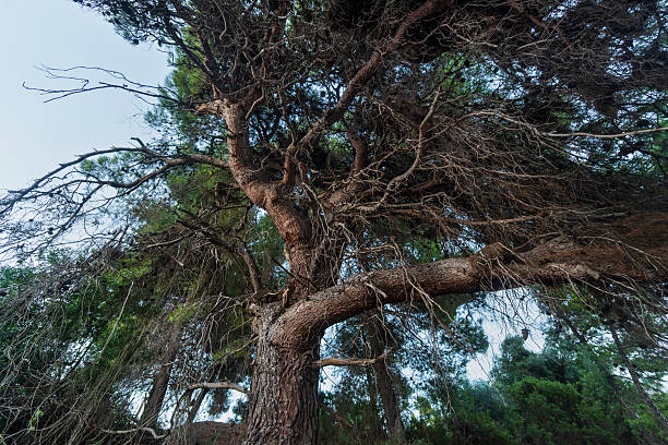 A tree with a lot of leaves and branches. The leaves are green and the branches are brown
