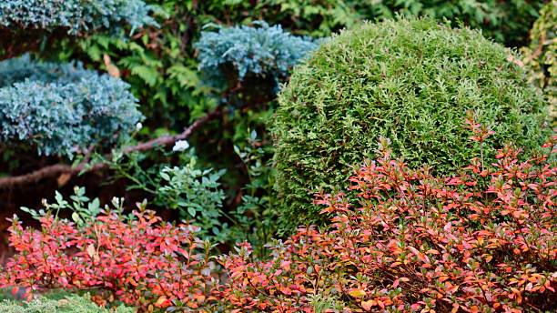 A professionally landscaped garden featuring clipped, trained juniper shrubs and trees alongside a brick walkway, with accents of Azalea Japanese Geisha Red showing vivid autumn red foliage.