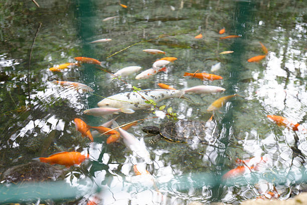 istock A fish pond in garden ,with many carp. 2247097274