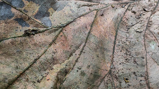 istock Dry of Rain Leaf on the Ground 2247097633