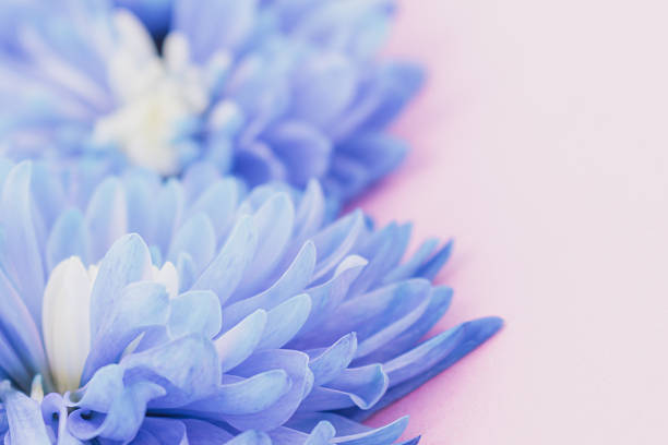 Soft greeting: blue chrysanthemum flowers delicately arranged on a pastel pink background. Is perfect for romantic cards, wedding invitations, baby showers, or elegant feminine event promotions