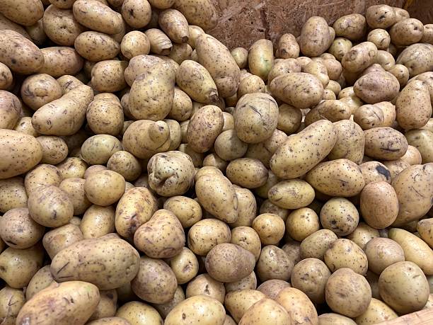 A large pile of freshly harvested potatoes, displaying their unique shapes and earthy textures, perfect for culinary applications or agricultural imagery