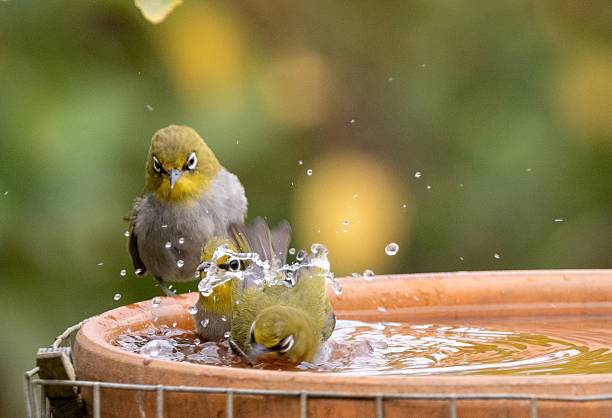 istock Cape White Eye birds at water bowl 2247102122