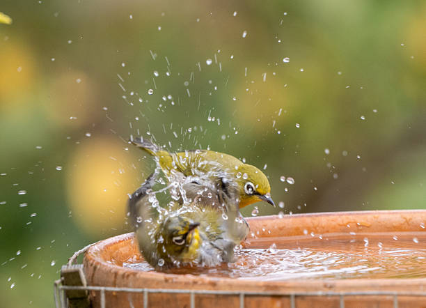 istock Cape White Eye birds at water bowl 2247102173