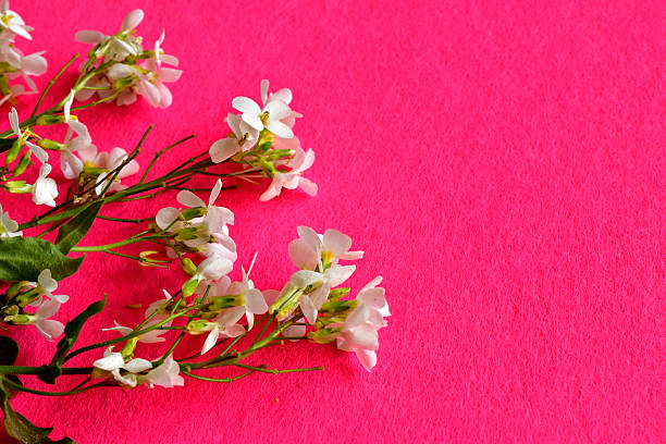 A bouquet of white Arabis flowers on a red background. Greeting card image.