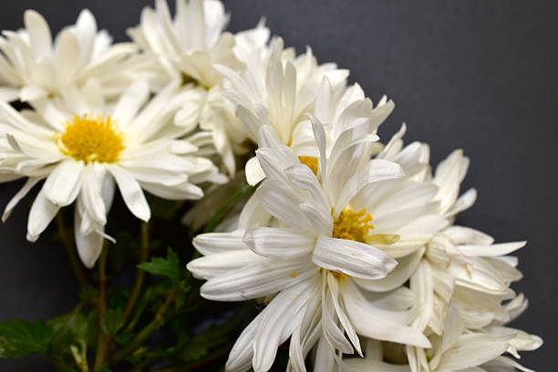 A close-up of a bouquet of white chrysanthemums. A picture for a greeting card.