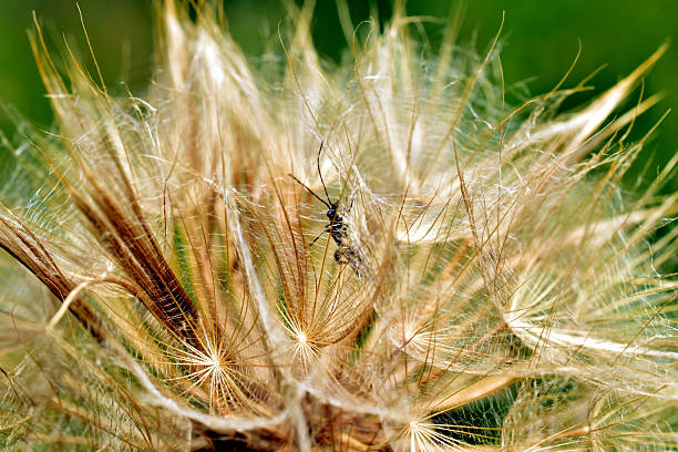 An insect sits on the dry seeds of the meadow salsify plant.