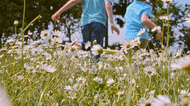 Caucasian brothers running across a blooming daisy field, enjoying a cheerful moment as they navigate through the vibrant flowers in the bright daylight.