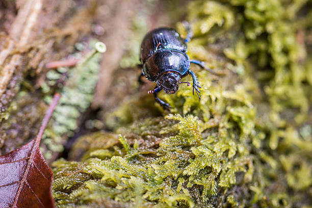 Close-up of a forest dung beetle on a tree stump and moss, Germany