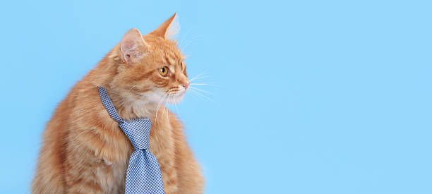 istock Ginger Cat in Tie Looking Aside on Blue Background with Copy Space 2247106432
