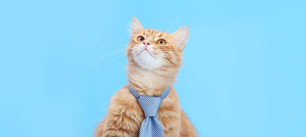 istock Ginger Cat in Tie Looking Up on Blue Background with Copy Space 2247106837