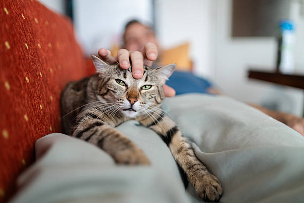 istock Man Lounging with Cat at Home 2247107155