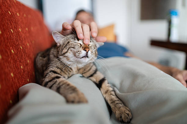 istock Relaxed Man Enjoying Time with Pet Cat 2247107159
