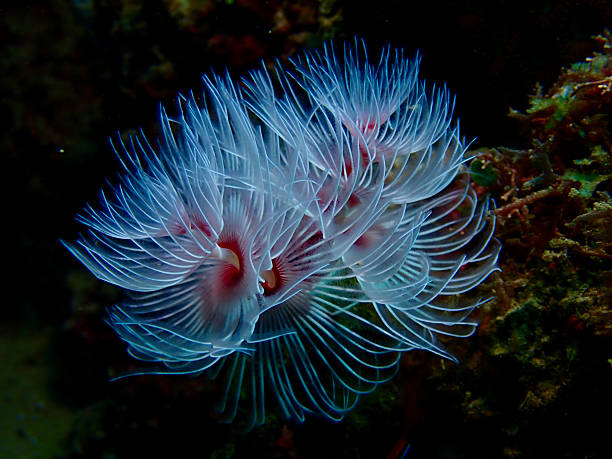 istock A delicate underwater worm extends its translucent white spirals from the reef. 2247107387