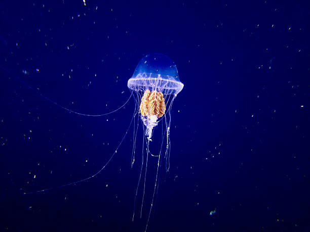istock A jellyfish in the deep blue ocean. 2247107403
