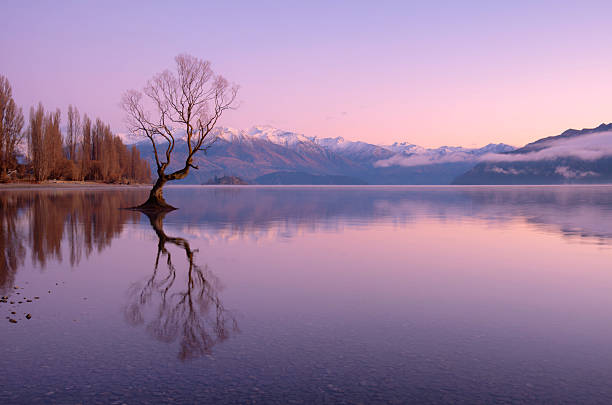 istock Dawn At Lake Wanaka's Famous Tree, New Zealand 2247107587