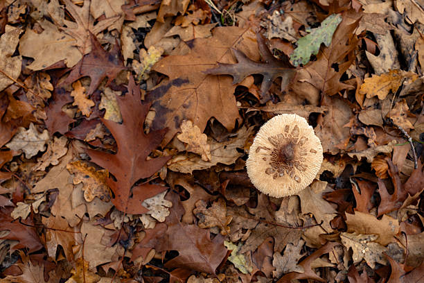 Spanish basque country. Wild wild mushroom emerging on forest floor amid brown and golden fallen oak leaves, textured autumn scene, top view