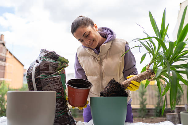 istock Taking Care Of Home Plants At Backyard 2247110873