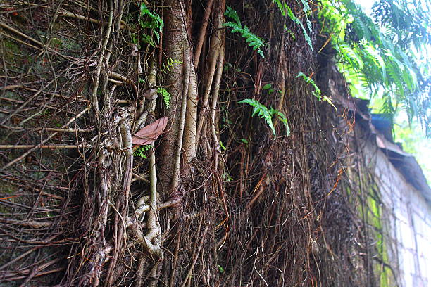 The roots of the banyan tree (Ficus benjamina) creep up the cement wall.