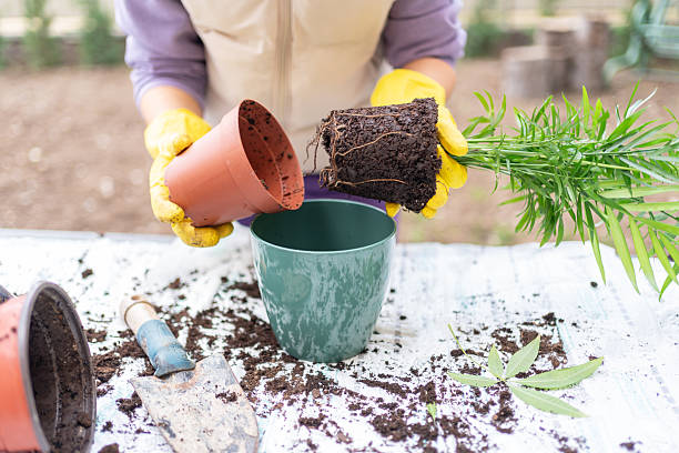 istock Taking Care Of Home Plants At Backyard 2247110972