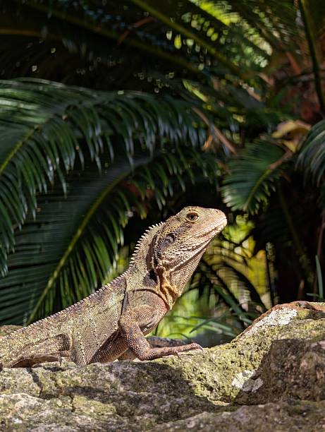 Sudan plated lizard