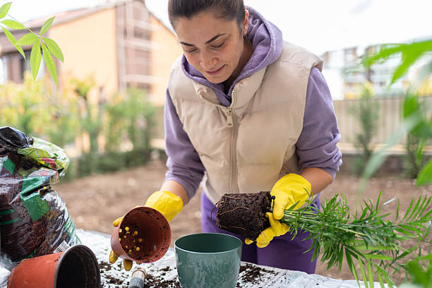 istock Taking Care Of Home Plants At Backyard 2247111029