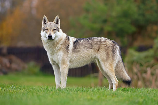 istock Obedient yellowish-grey Czechoslovakian Wolfdog posing outdoors standing on a green grass in autumn garden 2247113841