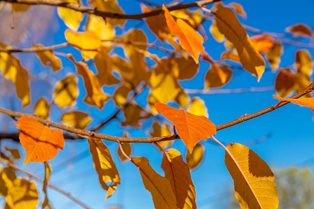 istock Autumn leaves on tree vibrant yellow and orange foliage 2247115546