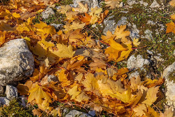 Autumn leaves on tree vibrant yellow and orange foliage lit by warm sunlight with natural texture representing seasonal change nature scenery. Fall colors and beautiful outdoor landscape.