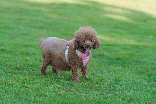 Brown Teddy Dog on the Grass