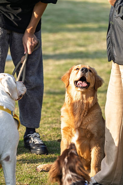 istock Golden Retriever playing on the lawn 2247116857