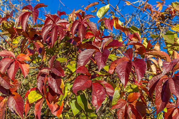Autumn leaves on tree vibrant yellow and orange foliage lit by warm sunlight with natural texture representing seasonal change nature scenery. Fall colors and beautiful outdoor landscape.