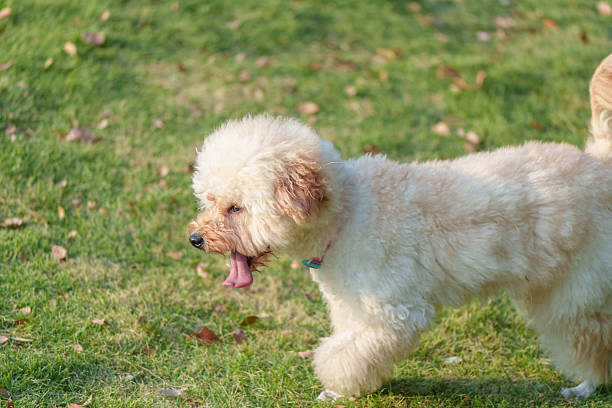 istock White curly-haired dog on the grass 2247116897